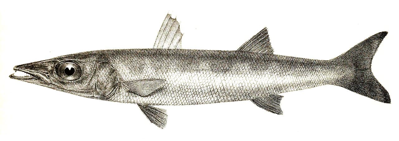 Barrakuda