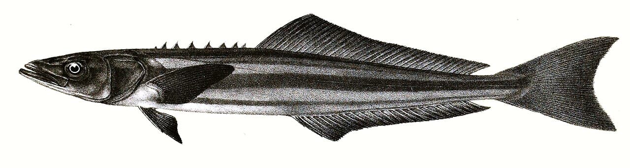 Cobia (Offiziersbarsch)
