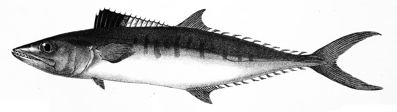 Königsmakrele