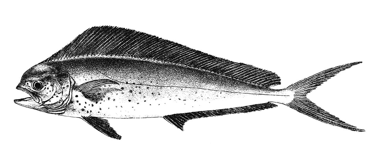 Goldmakrele (Mahi-Mahi)