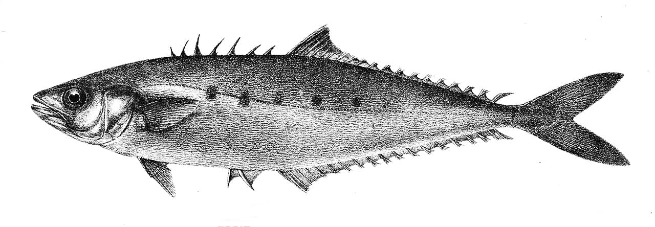 Queenfisch