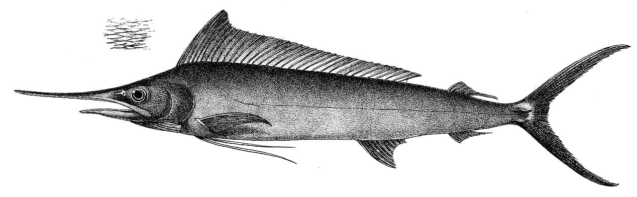 Indopazifischer Fächerfisch