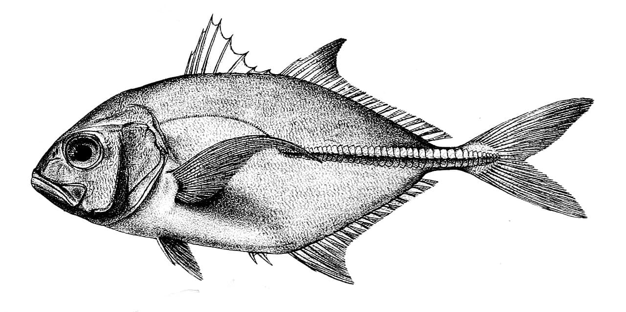 Giant Trevally (GT)